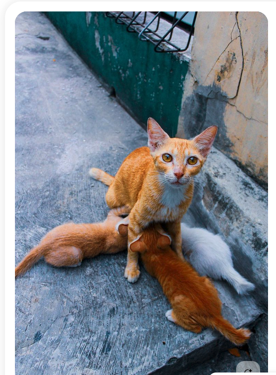 Screenshot 2025-09-18 at 4.36.05 PM Humane Society of Buncombe County (dba Friends2Ferals)