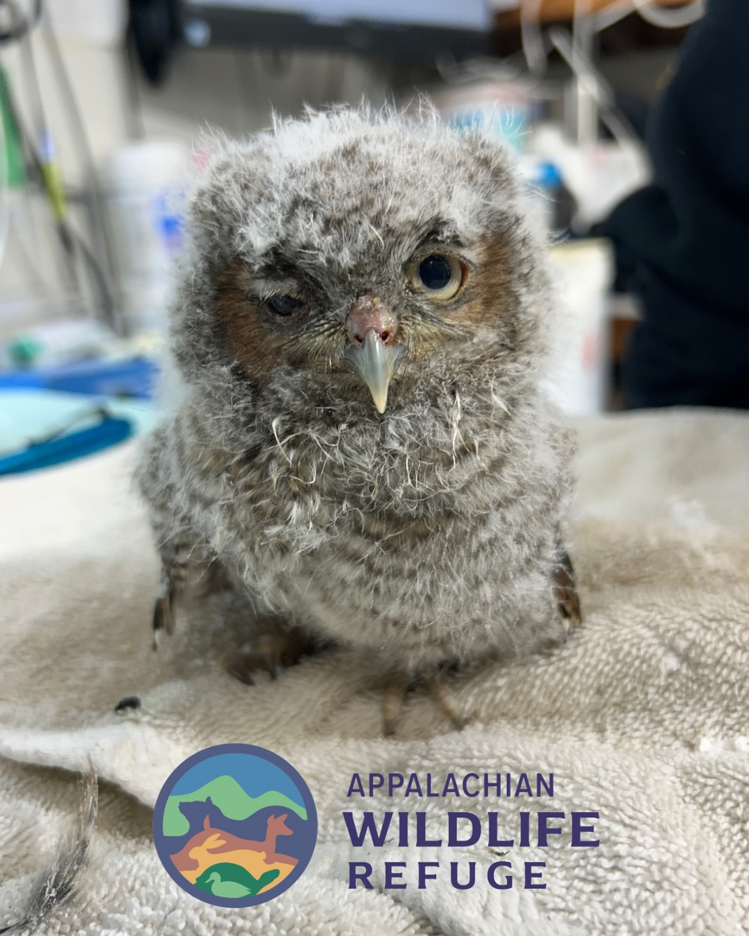 Untitled 1 Appalachian Wildlife Refuge