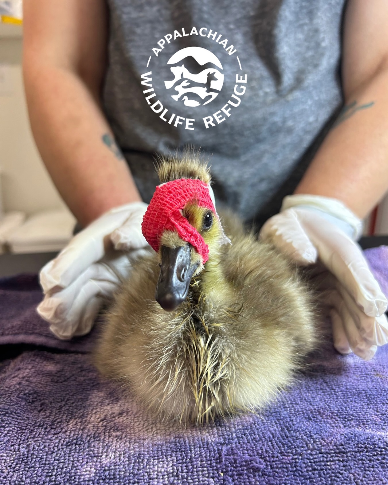 Untitled Appalachian Wildlife Refuge