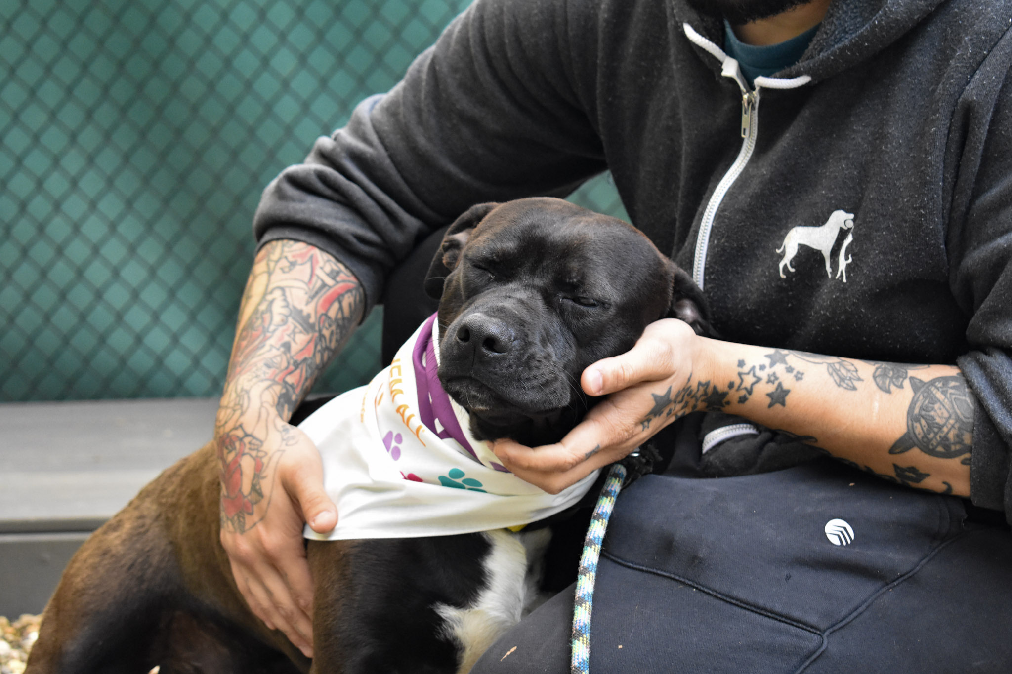 Untitled Asheville Humane Society