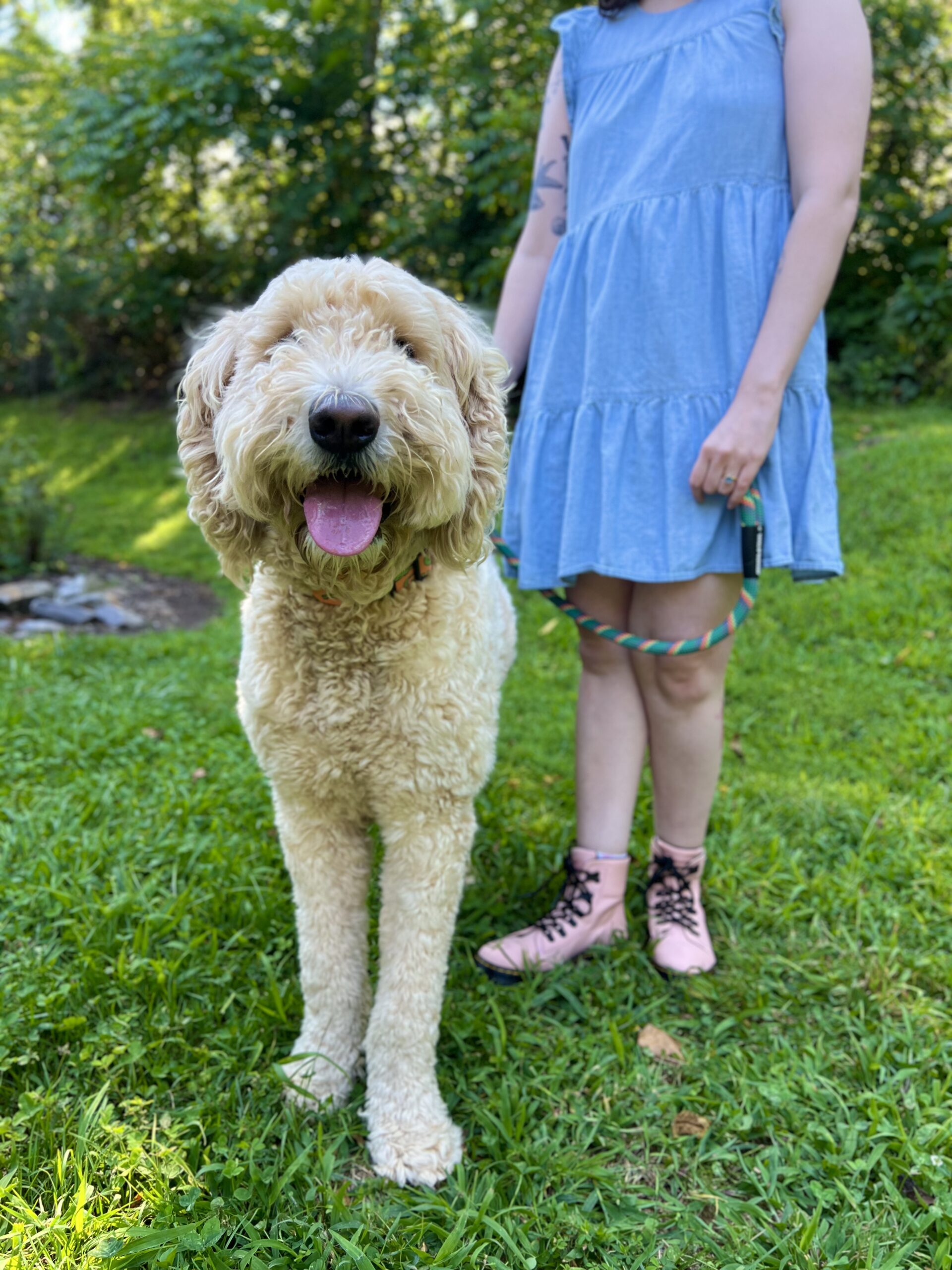 Untitled Brother Wolf Animal Rescue