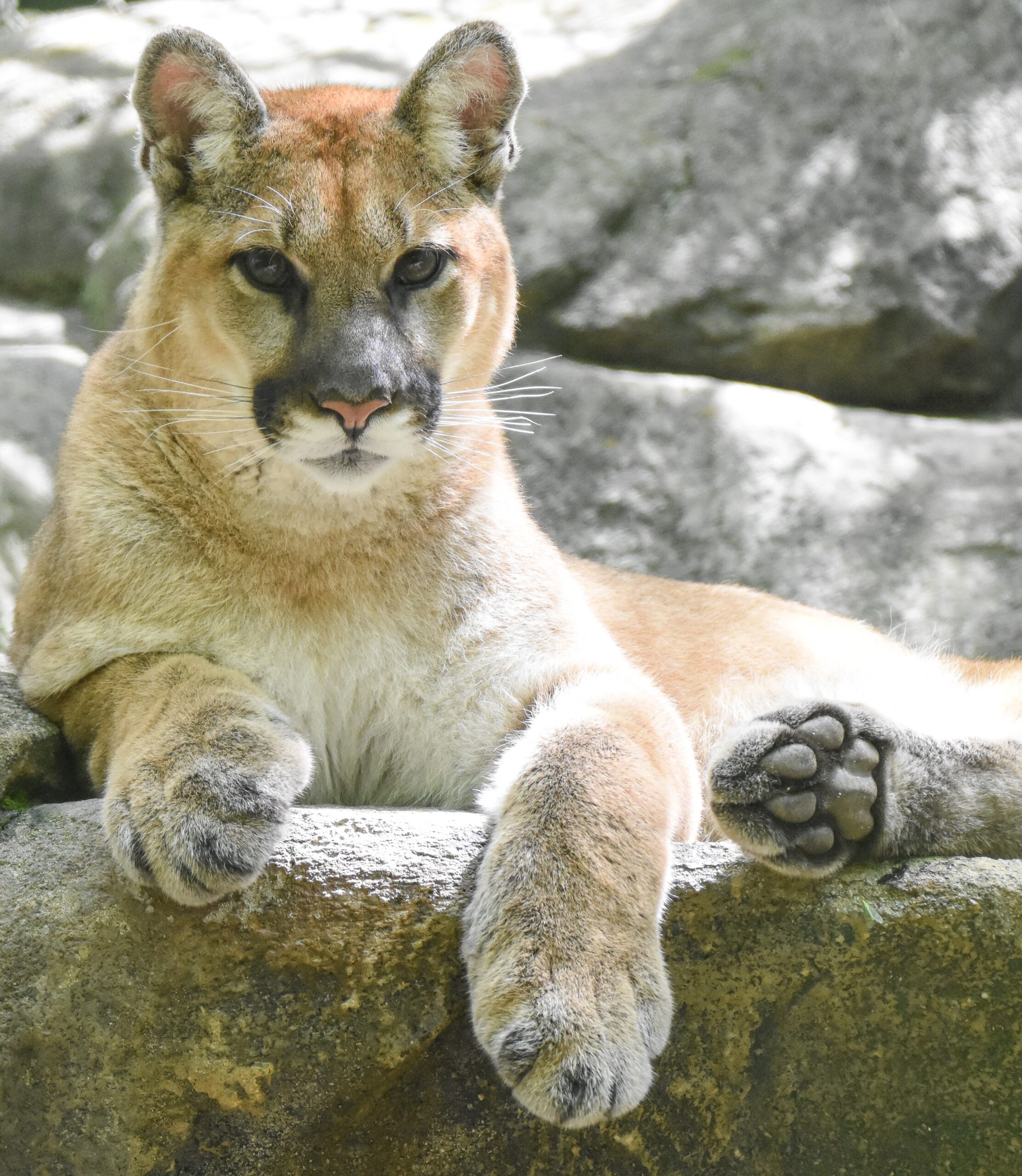 Untitled Friends of the WNC Nature Center