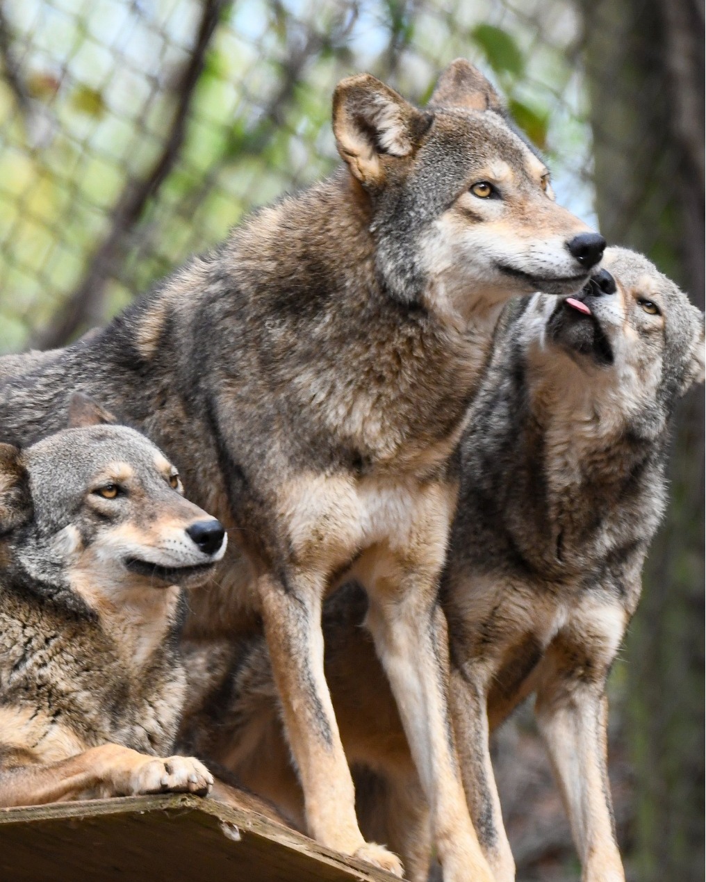 Untitled Friends of the WNC Nature Center