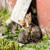 Large group of homeless kittens in a city street near the house Humane Society of Buncombe County (dba Friends2Ferals)