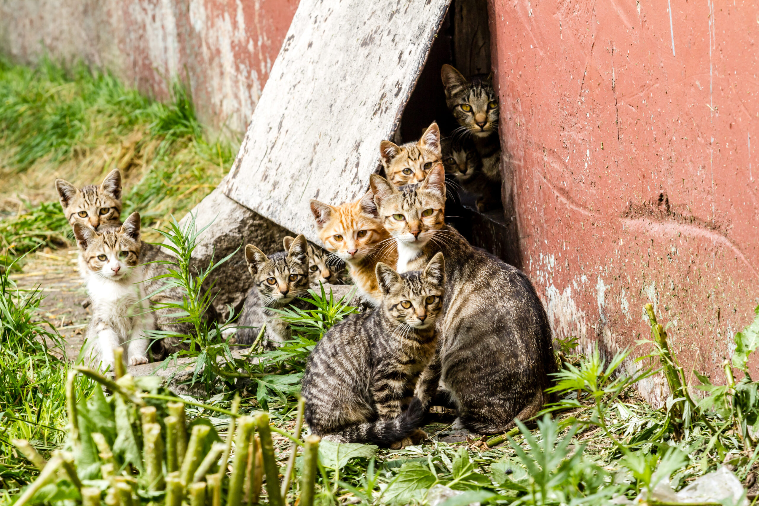 Large group of homeless kittens in a city street near the house Humane Society of Buncombe County (dba Friends2Ferals)