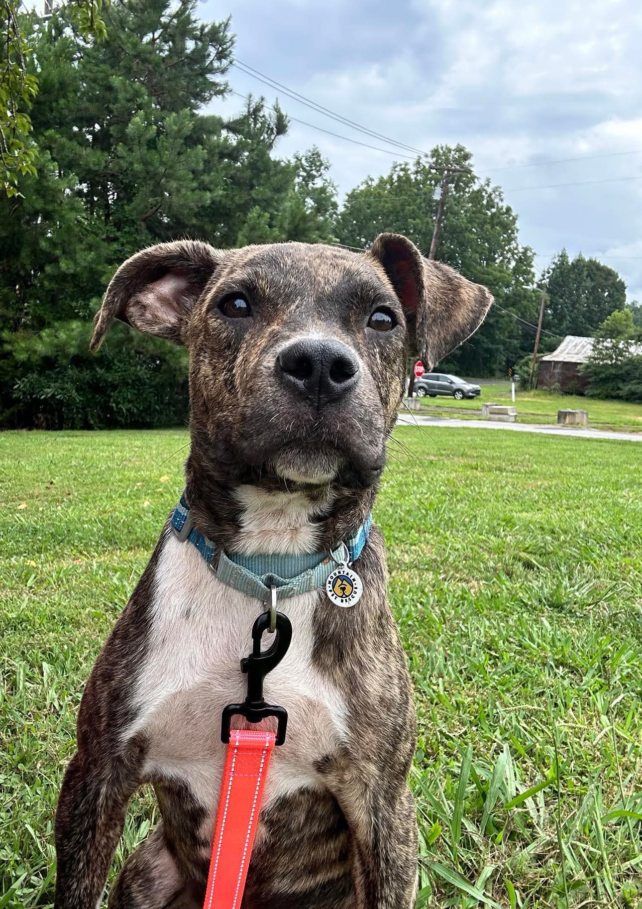 Untitled Mountain Pet Rescue Asheville